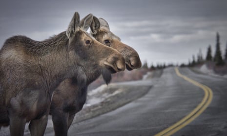 Every year, between 600 and 800 moose are killed in Alaska by cars. 