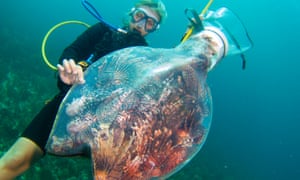 Reef Conservation in Belize with Responsible Travel