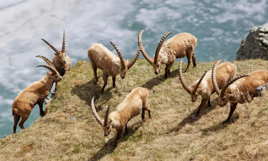 Alpine Ibex