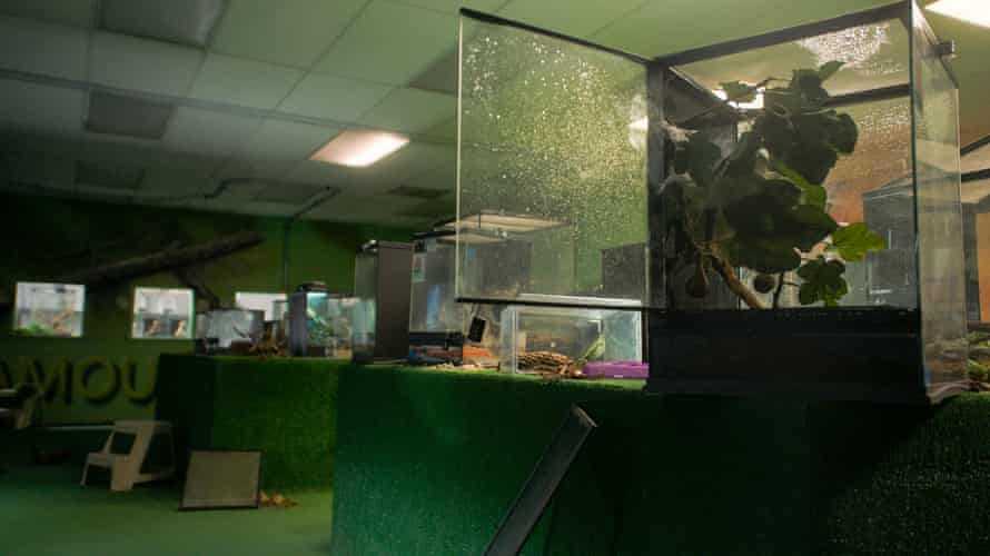 Filadelfijos insektariumas ir drugelių paviljonas po apiplėšimo