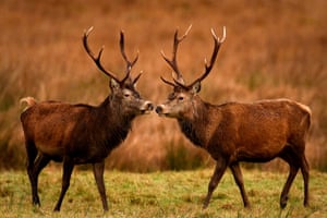 Veados-vermelhos pastam nas Terras Altas em Glen Etive, Escócia. Esses membros da maior espécie de animal selvagem da Grã-Bretanha vagam em charnecas abertas no verão e movem-se para as florestas e bosques para se protegerem durante os rigorosos invernos escoceses