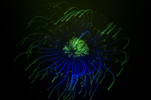 A fireworks anemone fluorescing under blue light