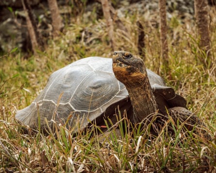 The Floreana giant tortoise