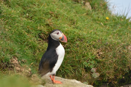 A puffin enjoys the view at St Kilda
