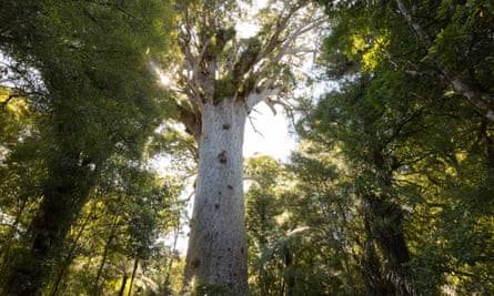 Tāne Mahuta, the most famous and oldest Kauri tree in Waipoua forest, farther north of the Waitākere Ranges in New Zealand.
