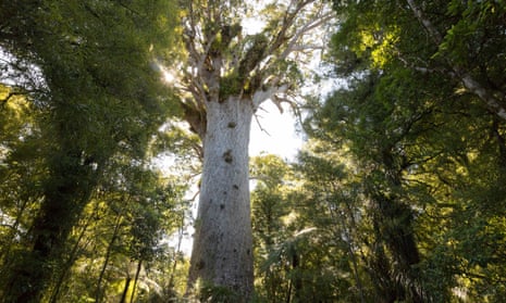 Tāne Mahuta, the the world’s largest surviving kauri tree