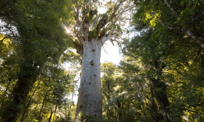 New Zealand's Tāne Mahuta – the giant tree that reduces visitors to tears | New Zealand holidays | The Guardian