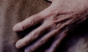 A close-up of a hand, splayed out, on one of the Weimaraner's fur