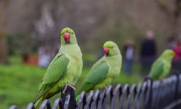 Parakeets wait for snacks in St James's Park, London.