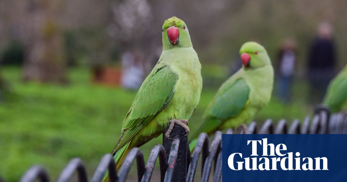 Birdwatch: the immigrant species bringing a splash of bright green to Britain