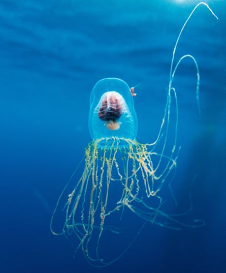 Underwater view of Box Jellyfish in Drake Passage, Chile, Diego Ramirez Island