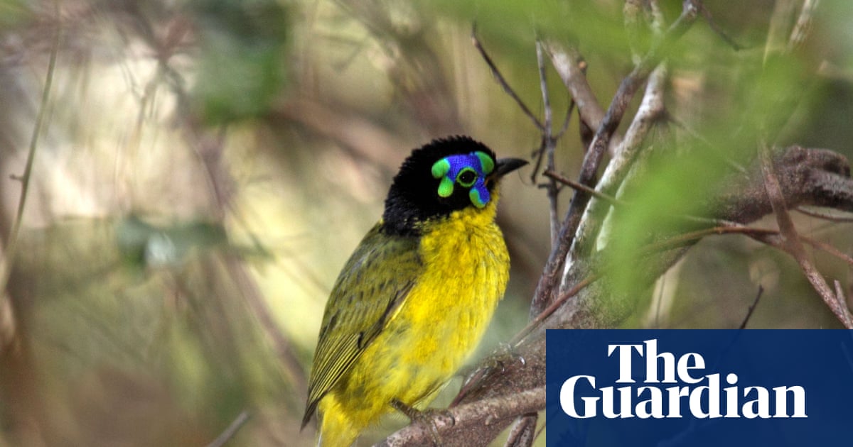 More than half of world’s bird species in decline, as leaders meet on extinction crisis