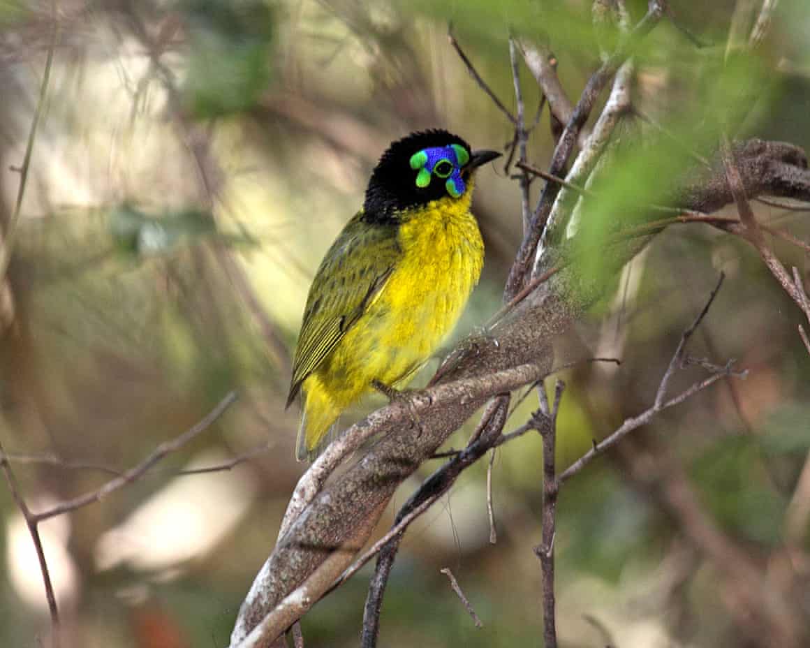 Schlegels asity male perched in undergrowth of forest in Madagascar