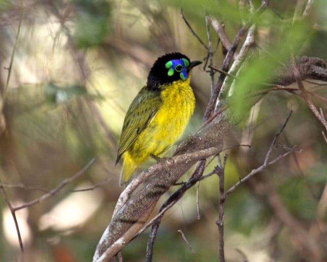 More than half of world’s bird species in decline, as leaders meet on extinction crisis More than half of world’s bird species in decline, as leaders meet on extinction crisis