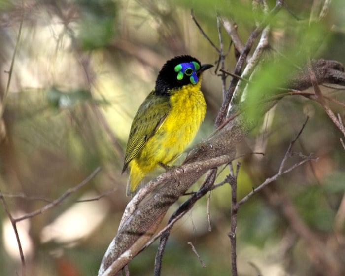 More than half of world’s bird species in decline, as leaders meet on extinction crisis