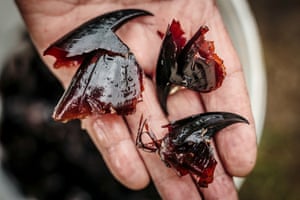 Squid beaks, from the stomach of a Sperm Whale.