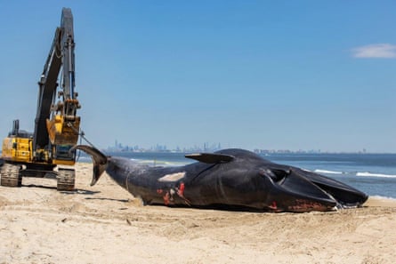 A dead whale with large wounds visible, lying on the beach next to a forklift truck
