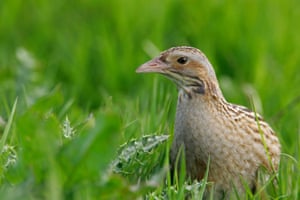 The week in wildlife – in pictures 7 A corncrake in Scotland