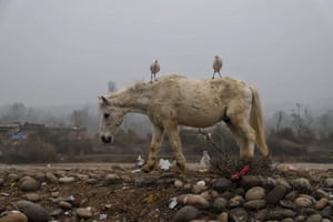 Garças montam um cavalo em busca de comida perto de um depósito de lixo em Jagti, nos arredores de Jammu, na Índia