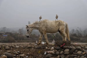 Egrets sit on a horse as it searches for food near a rubbish dump in Jagti, on the outskirts of Jammu, India