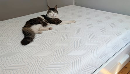 Iggy, the reviewer’s cat, lies in the centre of the Tempur Pro Plus SmartCool mattress.