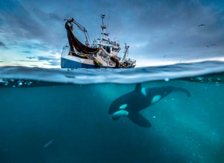Orca, Herring fishing in Norway