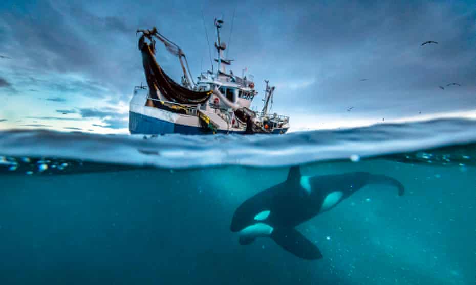 An orca near a Norwegian fishing vessel in Blue Planet II