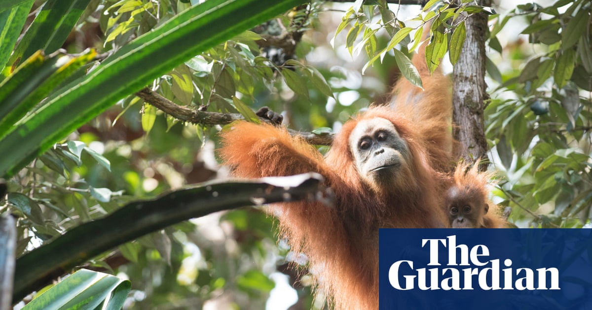 Rainfall and landslides fuelled by climate crisis killed 7% of world’s rarest great apes – study