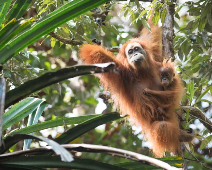 İqlim Böhranı Dünyanın Nadir Orangutanlarının 7 faizinin Ölümünə Səbəb Olub