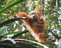 A Tapanuli orangutan hangs from branches in a rainforest as a baby Tapanuli clings to her