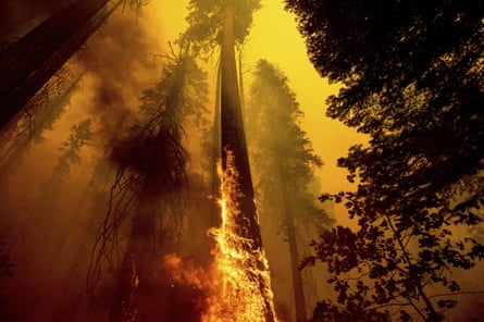 An extremely tall tree burns surrounded by dense smoke against a yellow sky.