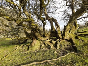 Hedgerow Hawthorn, Colton, Cumbria