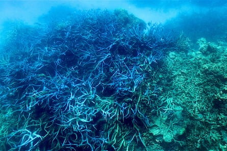 Coral on the Great Barrier Reef