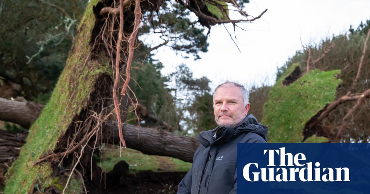 ‘It has destroyed years of work’: Cornish beauty spot loses 80% of its trees to Storm Goretti