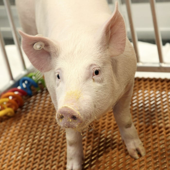 US FDA declares genetically modified pork 'safe to eat' | Environment | The  Guardian