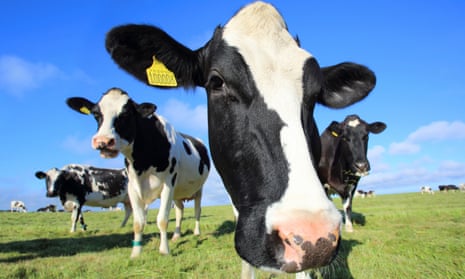 Dairy diary: are cows more intelligent than people realise?