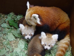 two red panda cubs and their mother