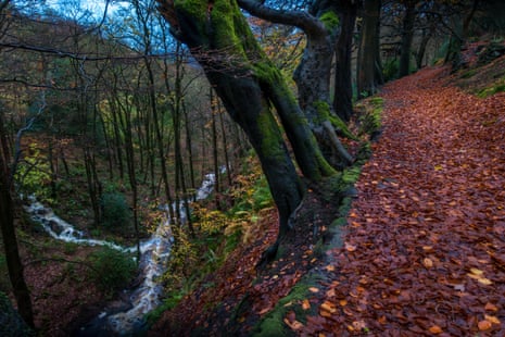 Autumnal woodland near Hebden bridge