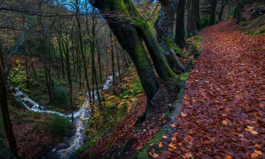 Autumnal woodland path at Hardcastle Crags, near Hebden Bridge, West Yorkshire, after the rain.