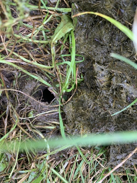 Dung beetle tunnel the width of my thumb, by Kate Blincoe.