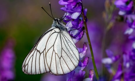 black-veined white butterfly