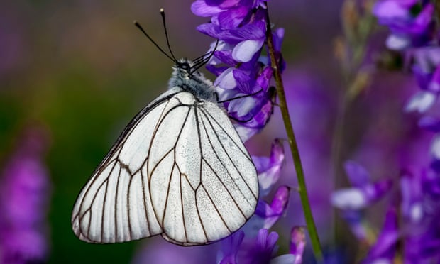 The black-veined white butterfly.