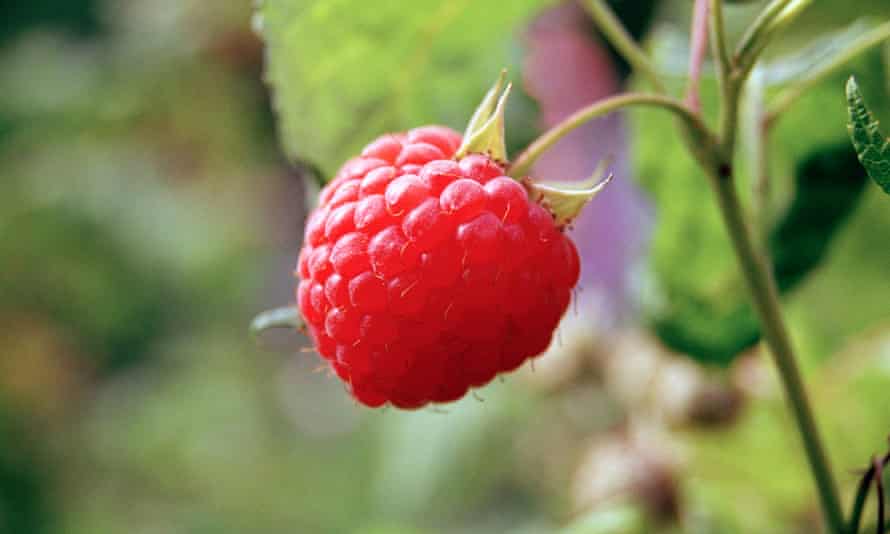 A raspberry on a branch