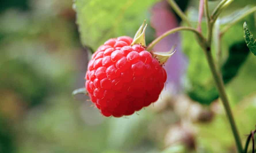 A raspberry on a branch