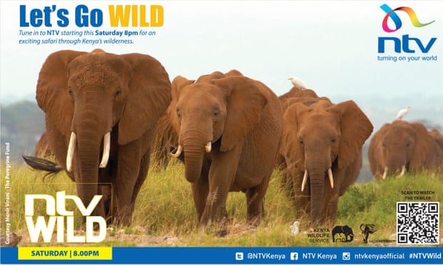 Publicity image for NTV Wild, a series of wildlife documentaries shown on Kenyan TV in 2016