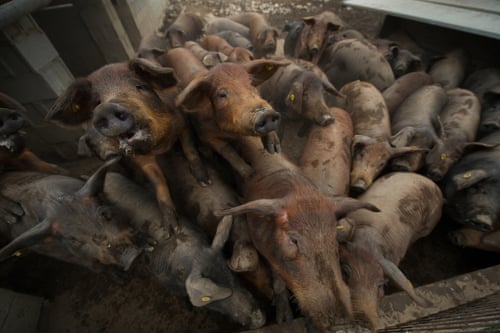 A sausage processing factory in Spain, one of the world’s biggest pigmeat producers.