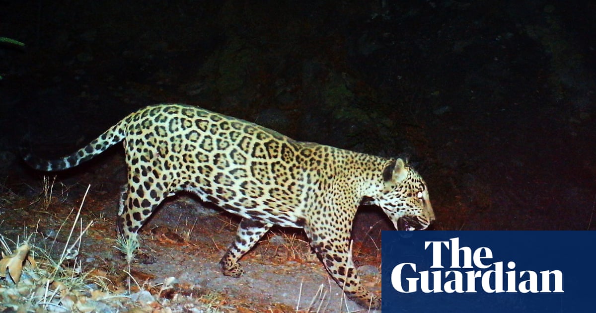 ‘I was thrilled and shocked’: images raise hopes of return of wild jaguars to the US | Endangered species