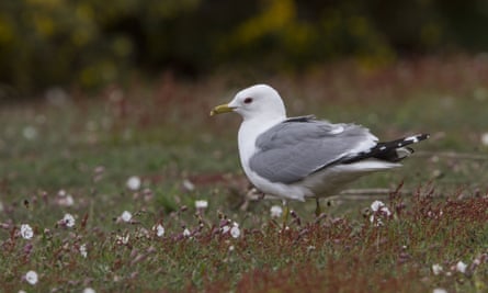 Common Gull,Suffolk