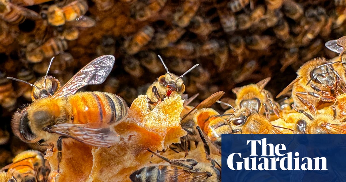 Canadian apiary store owner foils honey heist by marauding swarm of ‘robber bees’