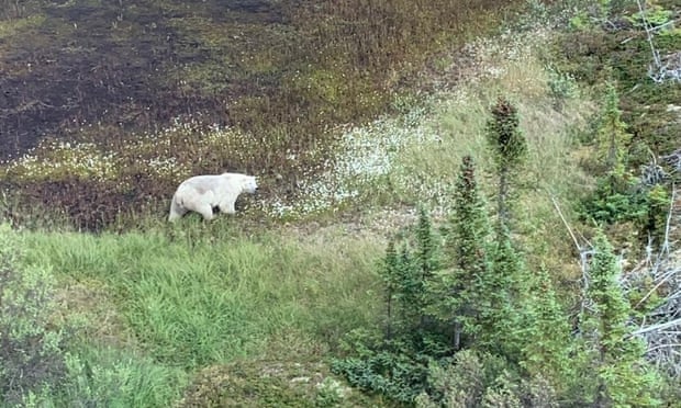 Image of a polar bear spotted on manhunt for suspects in a murder case in Manitoba, Canada.
